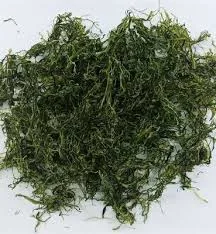 طحالب خضراء